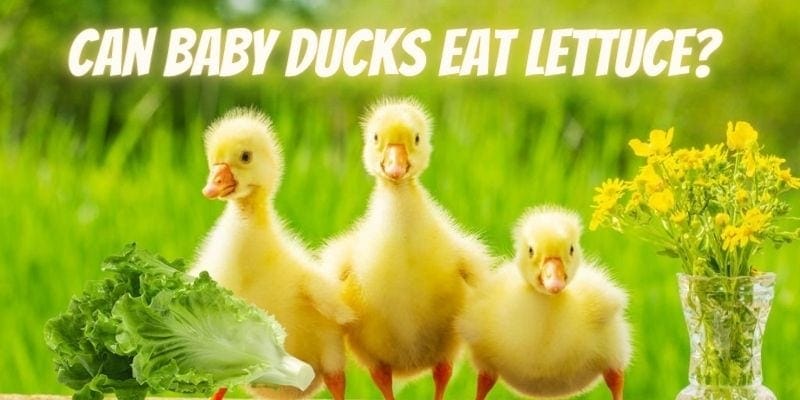 can baby ducks eat lettuce, can ducklings eat lettuce