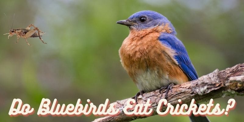 do bluebirds eat crickets, can bluebirds eat crickets