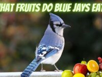 What Fruits Do Blue Jays Eat? (Best Fruits To Feed)