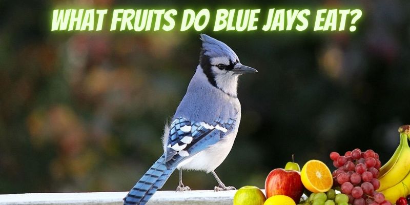 what fruits do blue jays eat, fruits that blue jays eat