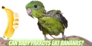 can baby parrots eat bananas, do baby parrots eat bananas