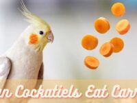 Can Cockatiels Eat Carrots? (Safe or Dangerous?)