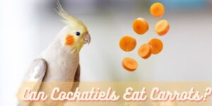 can cockatiels eat carrots, do cockatiels eat carrots