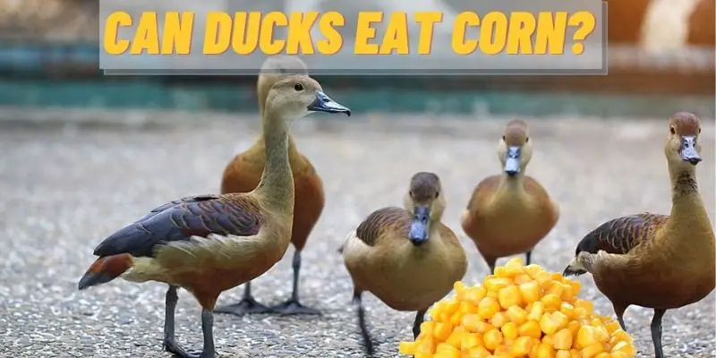 can duckds eat corn, do ducks eat corn