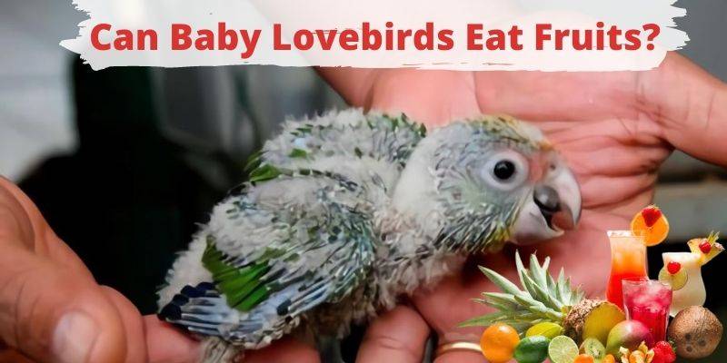 can baby lovebirds eat fruits, do baby lovebirds eat fruits