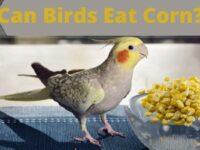 Can Birds Eat Corn? (Toxic or Safe?)