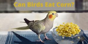 can birds eat corn, do birds eat corn