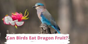 can birds eat dragon fruit, do birds eat dragon fruit