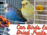 Can Birds Eat Dried Fruits? (Safe or Not?)