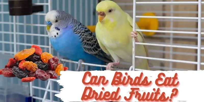can birds eat dried fruits, do birds eat dried fruits