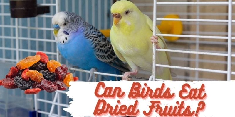 can birds eat dried fruits,  do birds eat dried fruits