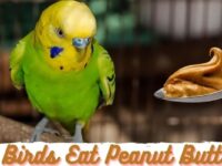 Can Birds Eat Peanut Butter? (Dangerous or Safe?)