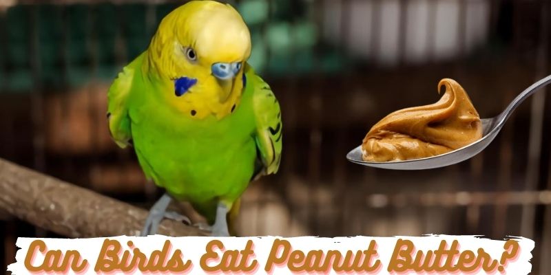 can birds eat peanut butter, do birds eat peanut butter
