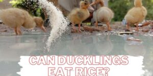 can ducklings eat rice, do baby ducks eat rice, do ducklings eat rice