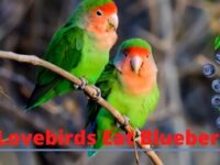 Can Lovebirds Eat Blueberries? (Everything You Need To Know)
