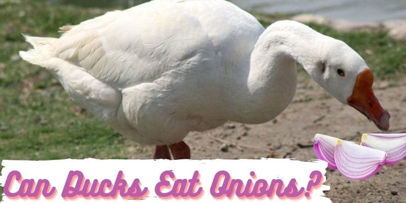 can ducks eat onions, do ducks eat onions