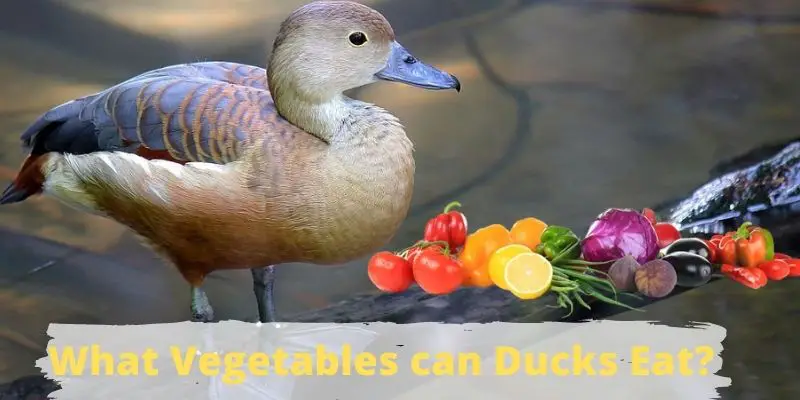 what vegetables can ducks eat, vegetables that ducks eat, what veggies do ducks eat