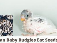 Can Baby Budgies Eat Seeds? (Toxic or Safe?)