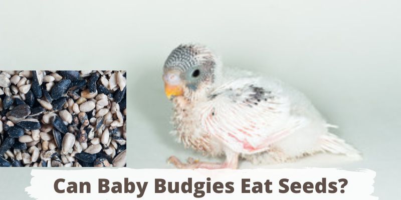 can baby budgies eat seeds, do baby budgies eat seeds