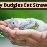 can baby budgies eat strawberries, do baby budgies eat strawberries