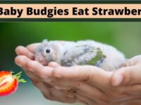 Can Baby Budgies Eat Strawberries? (Dangerous or Safe?)