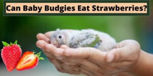 can baby budgies eat strawberries, do baby budgies eat strawberries