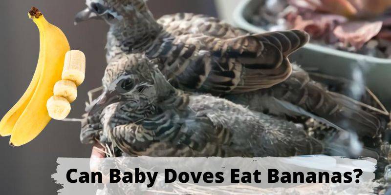 can baby doves eat bananas, do baby doves eta bananas