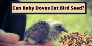 Can Baby Doves Eat Bird Seed, do Baby Doves Eat Bird Seed