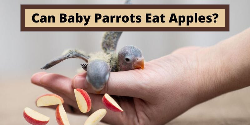 Can Baby Parrots Eat Apples, do Baby Parrots Eat Apples