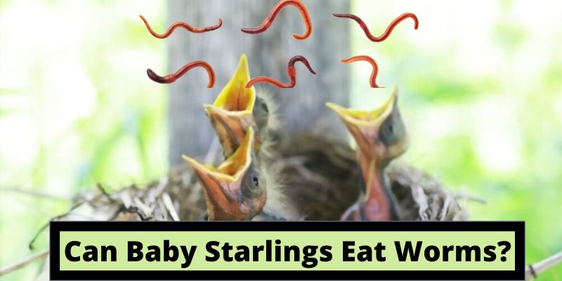 Can baby starlings eat worms, do baby starlings eat worms