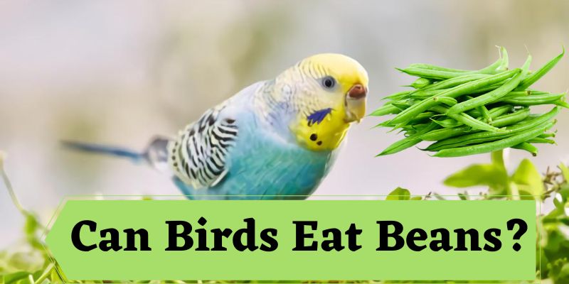 can birds eat beans, do birds eat beans