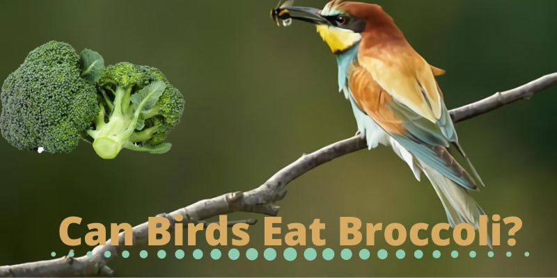 can birds eat broccoli, do birds eat broccoli