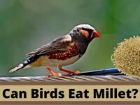 Can Birds Eat Millet? (Dangerous or Safe?)