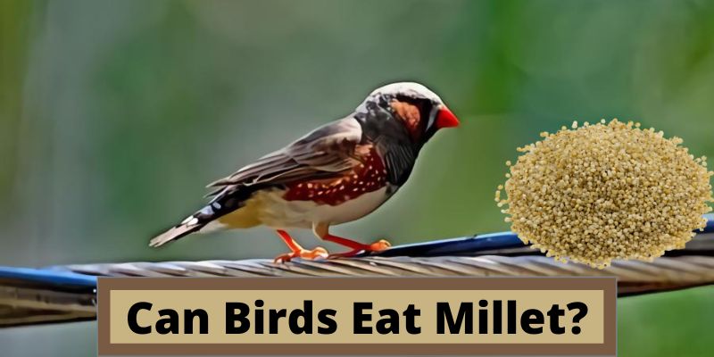can birds eat millet, do birds eat millet