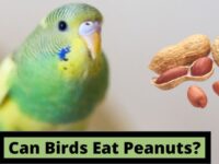 Can Birds Eat Peanuts? (Dangerous or Safe?)