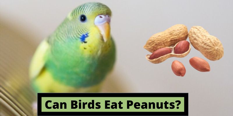 can birds eat peanuts, do birds eat peanuts