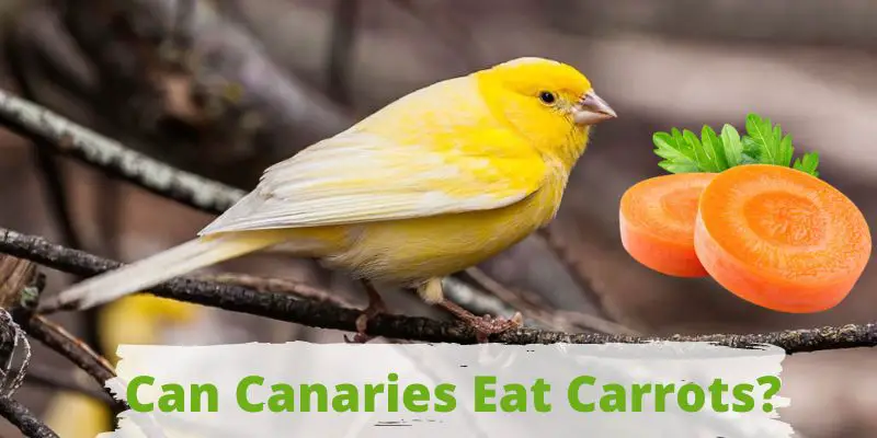 can canaries eat carrots, do canaries eat carrots