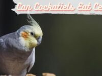 Can Cockatiels Eat Celery? (Toxic or Safe)
