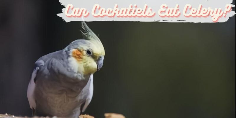 can cockatiels eat celery, do cockatiels eat celery