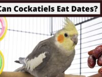 Can Cockatiels Eat Dates? (Dangerous or Safe?)
