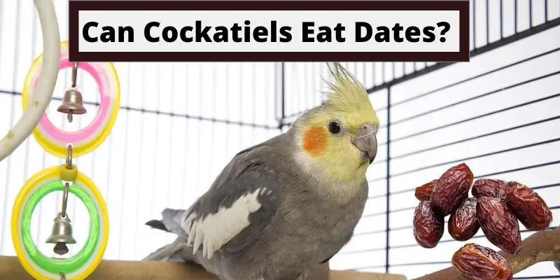 Can Cockatiels Eat Dates, do Cockatiels Eat Dates