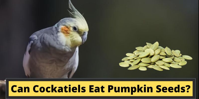 can cockatiels eat pumpkin seeds, do cockatiels eat pumpkin seeds