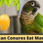 Can Conures Eat Mango, do conures eat mangoes
