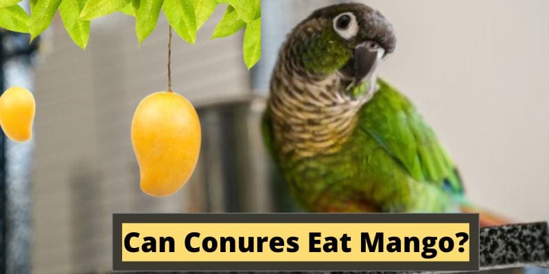 Can Conures Eat Mango, do conures eat mangoes