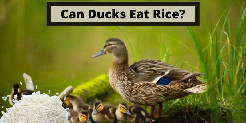 can ducks eat rice, do ducks eat rice