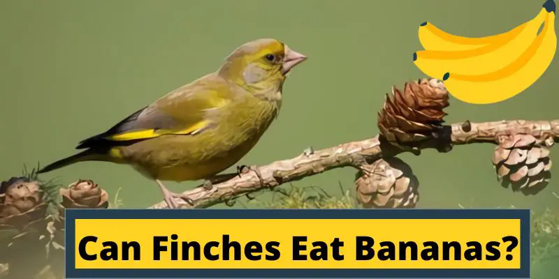 can finches eat bananas, do finches eat bananas