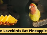 Can Lovebirds Eat Pineapple? (Toxic or Safe?)
