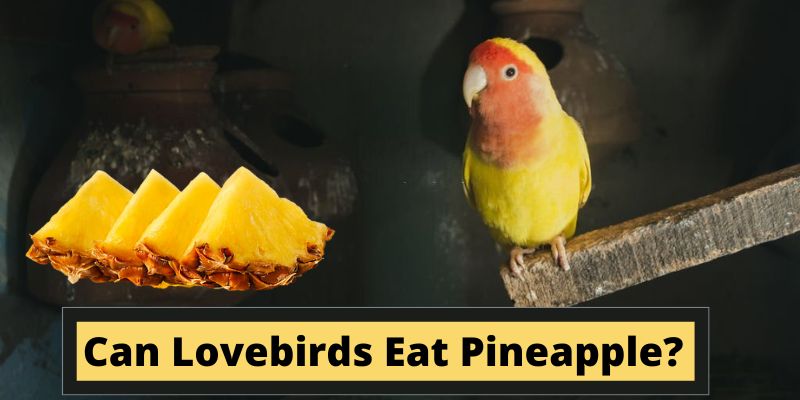 Can Lovebirds Eat Pineapple, do Lovebirds Eat Pineapple