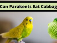 Can Parakeets Eat Cabbage? (Dangerous or Safe?)