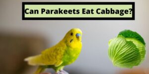 Can Parakeets Eat Cabbage, do Parakeets Eat Cabbage
